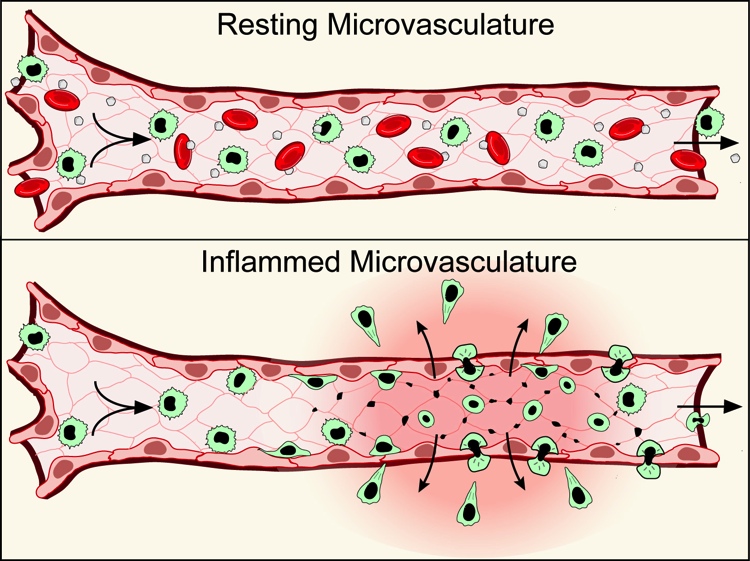 Resting vs Inflammed Microvasculature