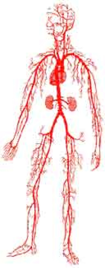 Blood Vessel Network