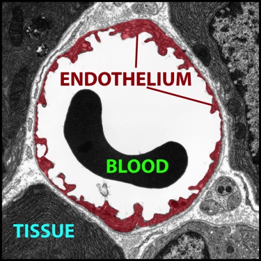 Blood Vessel Cross-section